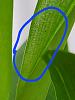 Oncidium twinkle leaves with spotting-20221021_231410-jpg