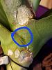 Could this be scale on phalaenopsis?-20221022_144959-jpg