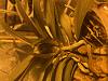 terminal inflorescence and keiki on my phalaenopsis-img_9626-jpg