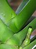 Phalaenopsis - bumps on leaves-img_20221030_093000-jpg