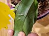 Phalaenopsis - bumps on leaves-20220721_185038-jpg