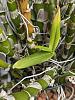 Dendrobium Nobile possible fungal/bacteria infection-pxl_20221104_163052062-jpg