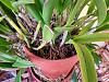 Cattleya Removal from Clay Pot-20221108_071001-jpg