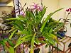 Cattleya Removal from Clay Pot-20221108_070943-jpg
