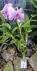 Dendrobium (NoID) cattleya like blooms-img_20221109_075119-jpg
