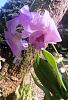 Dendrobium (NoID) cattleya like blooms-img_20221107_142010-jpg