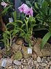 Dendrobium (NoID) cattleya like blooms-img_20221109_131550-jpg