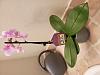Spot any issues with this mini Phalenopsis-20221109_095313-jpg