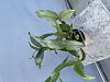 Dendrobium Royal chip with black spots on leaves-9a919f92-f999-4f61-be96-237a640561ff-jpg