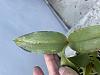Dendrobium Royal chip with black spots on leaves-85b0d838-17e7-4677-9984-e19ef5d6fd2e-jpg