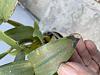 Dendrobium Royal chip with black spots on leaves-b130b6ac-2191-470d-862c-b6df71ddb661-jpg