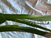 Is two different type Inflorescence from the same pseudobulb?-img_0426-jpg