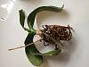 Is this type pot and this orchid bark good?-img_20221120_102911988-jpg
