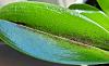 Cattleya Leaf Discoloration-20221121_103732-512-jpg