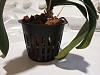 Is this type pot and this orchid bark good?-img_20221124_071326473-jpg