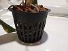 Is this type pot and this orchid bark good?-img_20221124_071342427-jpg