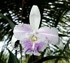 Orchids around the Yard.-dsc09597-sobralia-white-pale-purple-unmarked-share-jpg