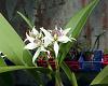 Orchids around the Yard.-dsc09601-homegrown-prosthechea-fragrans-nice-markings-unmarked-share-jpg