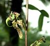 Orchids around the Yard.-dsc09588-cycnoches-egertonianum-unmarked-share-jpg