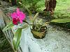 Orchids around the Yard.-dsc09502-blc-sally-taylor-red-wine-blc-mount-hood-unmarked-share-jpg