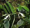 Orchids around the Yard.-dsc09371-homegrown-brassoepidendrum-sylvia-white-unmarked-share-jpg