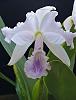 Cattleya labiata var. coerulea &quot;Natural World&quot;-labiata-coerulea-natural-world-nov22-4-jpg