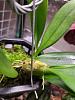 Bulbophyllum  longissimum and new set up-316109788_2531768520332746_3274750413293179333_n-jpg