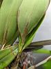 Brown, woody leaf disease on Epidendrum stamfordianum-pxl_20221206_235506165-jpg