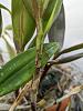 Brown, woody leaf disease on Epidendrum stamfordianum-pxl_20221206_235529200-jpg