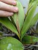 Brown, woody leaf disease on Epidendrum stamfordianum-pxl_20221206_235631060-jpg