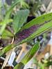 Brown, woody leaf disease on Epidendrum stamfordianum-pxl_20221207_000515548-jpg