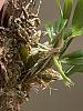 Dendrobium hekouense care?-img_0220-jpg