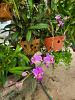 Orchids in the South East Asian Countryside-318383608_1206525766934241_1479380903019200800_n-jpg