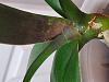 Phal leaves with creamish tiny bumps-20221214_153133-jpg