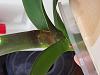 Phal leaves with creamish tiny bumps-20221214_153038-jpg