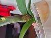 Phal leaves with creamish tiny bumps-20221214_153021-jpg