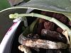 Phalaenopsis gigantea - long term growing project-e1ce40f6-19d5-4677-a799-fb8721eea136-jpg