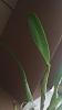 Brassavola Cattleya hybrid with discoloration and black parts-2-jpg