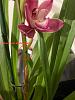 cymbidium orchid black wet spots-whatsapp-image-2022-12-19-19-07-24-1-jpg