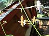 Need help identifying this orchids-3aafc8ff-e004-4a1a-8ce3-b04328ee9eee-jpg