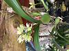 Need help identifying this orchids-759092ac-d333-4922-84ad-33587b28bc67-jpg