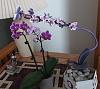 live and ever lasting-2orchids-jpg