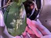 Mystery problem on my Phalaenopsis leaves-img_0076-2-jpg