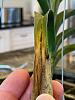 Vanda leaf tips yellowing then dying-image1-jpg