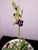 Ophrys ariadne-ophrys-ariadne-2-jpg
