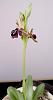 Ophrys ariadne-ophrys-ariadne-3-jpg
