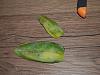 Den. unicum - just arrived - leaves yellowing/spots-p1020139r-jpg