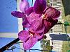 Vanda Fantastic Fanfare 'Jed Soon'-img_20230201_153342204_hdr-jpg