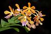 Orchids around the Yard.-dsc00111-epidendrum-costa-rica-unmarked-share-jpg
