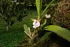 Orchids around the Yard.-dsc00721-aspasia-cf-principissa-unmarked-share-2-jpg
